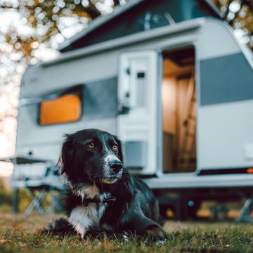 Reisen mit dem Hund